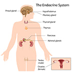 Endocrine Support