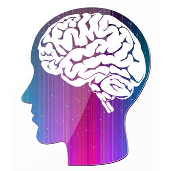 outline of the head and the internal brain

